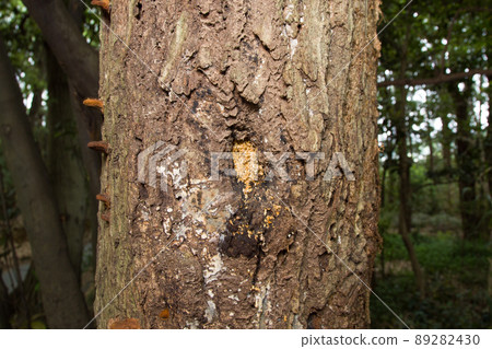 昆蟲採集圖像 89282430