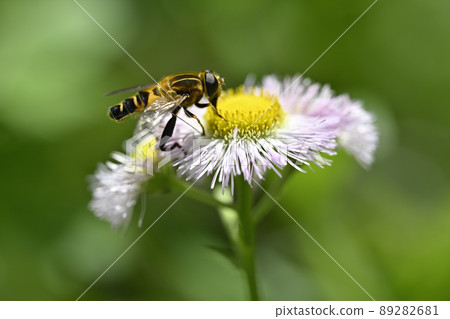 Hoverfly (Ashibut Hoverfly) Hoverfly (Ashibut Hoverfly) 89282681
