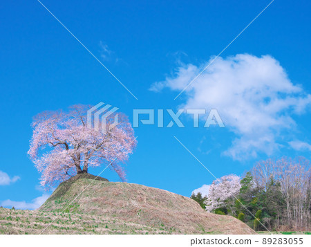 Hirado Dan上的櫻花-櫻花（2020） 89283055