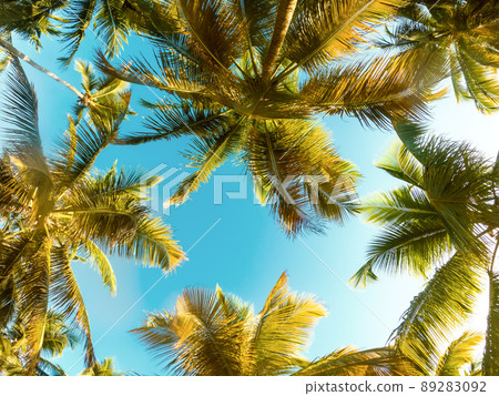 Tropical Background with palm Tropical Background with palm 89283092