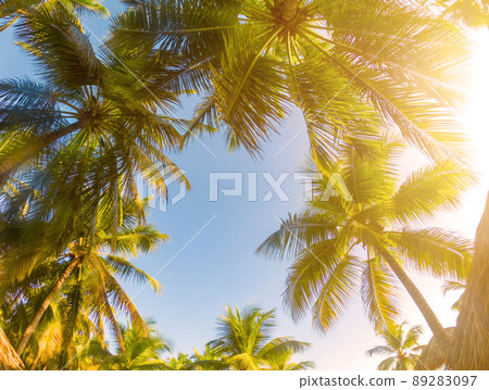 Tropical Background with palm Tropical Background with palm 89283097