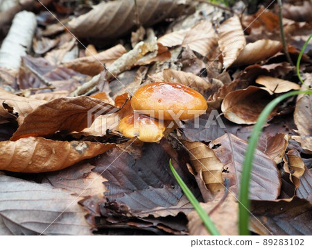 Nameko in the fallen leaves Nameko in the fallen leaves 89283102