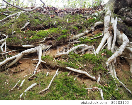 Root of tree and moss Root of tree and moss 89283103