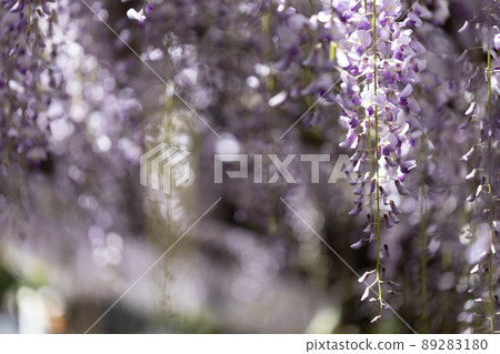 紫藤架上盛開的紫藤花，用微距鏡頭拍攝 89283180