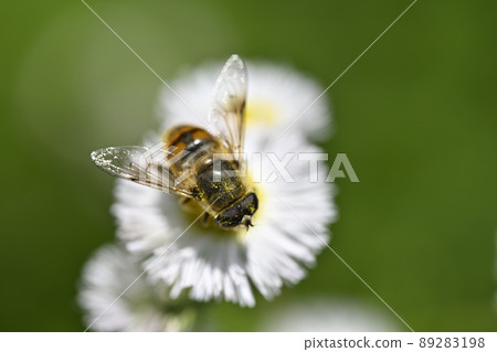 Hoverfly (Namihanaab) 89283198