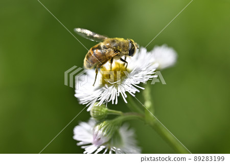 Hoverfly (納米哈納布) 89283199