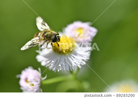 Hoverfly (納米哈納布) Hoverfly (納米哈納布) 89283200