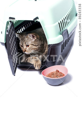 isolated image, a cat inside a cat tabi gold carrier, a bowl of food isolated image, a cat inside a cat tabi gold carrier, a bowl of food 89283338