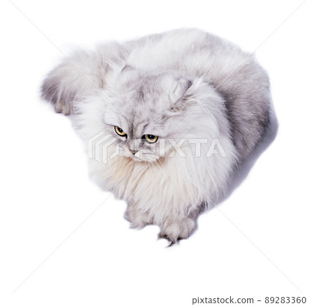 long-haired Scottish fold cat silvery white-chinchilla lying on a white background long-haired Scottish fold cat silvery white-chinchilla lying on a white background 89283360