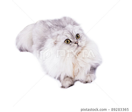 scottish cat silver white chinchilla fold lying on a white background scottish cat silver white chinchilla fold lying on a white background 89283365