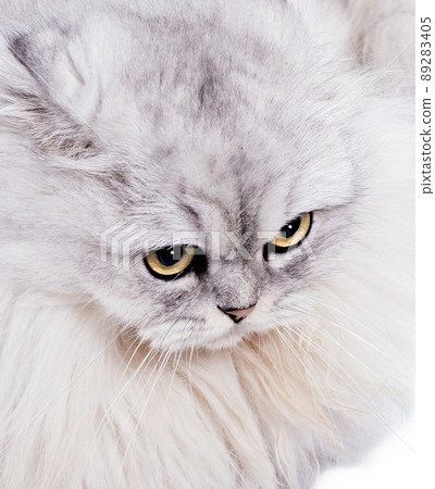 portrait close-up of a long-haired Scottish cat silvery white-chinchilla lying on a white background 89283405