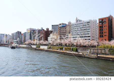 Sakura in the Sumidagawa river Sakura in the Sumidagawa river 89283424