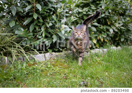 cat on the hunt leaving bush outdoors cat on the hunt leaving bush outdoors 89283498