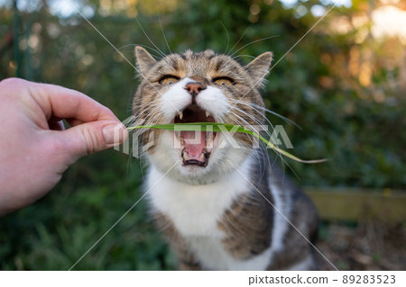 pet owner feeding cat with blade of grass pet owner feeding cat with blade of grass 89283523