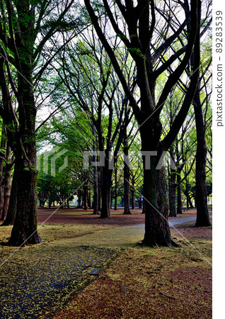 東京的清晨，雨後的代代木公園清新的綠色 89283539