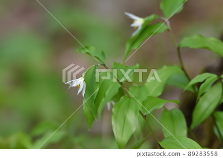 Chigo lily Chigo lily 89283558