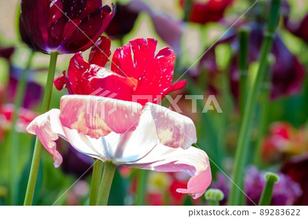 Light clear spring 89283622