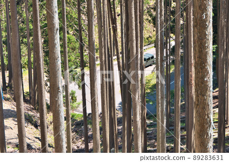 拍下一輛汽車從 50m 高處穿過 477 號國道，穿過柏樹和雪松林前往花梨峠的照片。 89283631