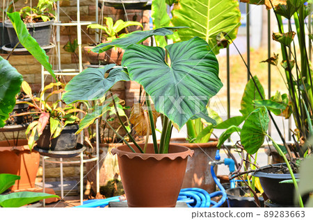 philodendron lemon green Philodendron Lemon Lime main image 1
