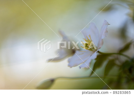 蒙大拿州鐵線蓮的白花 89283865