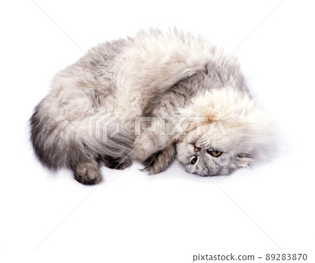 beautiful cute fluffy Scottish fold longhair cat silver chinchilla lies in a bun on a white background 89283870