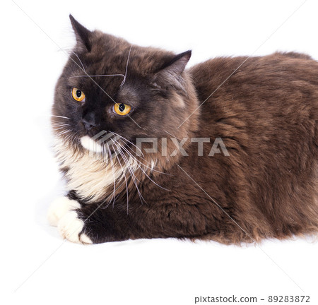 close-up of a long-haired brown British-Scottish cat on a white background, close-up of a long-haired brown British-Scottish cat on a white background, 89283872