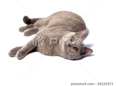 Scottish lilac cat lying on its side on a white background, isolated image 89283873