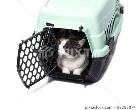 isolated image, tricolor domestic cat in a cat carrier for carrying animals, isolated image, tricolor domestic cat in a cat carrier for carrying animals, 89283874
