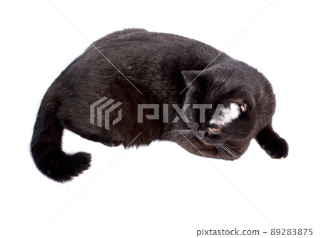 shorthair Scottish cat lying on a white background, isolated image shorthair Scottish cat lying on a white background, isolated image 89283875