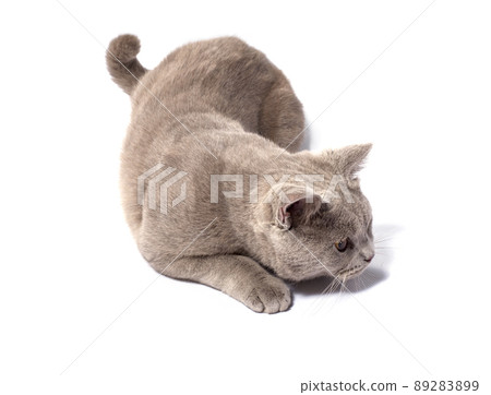 Scottish cat crouched and preparing to throw on a white background 89283899