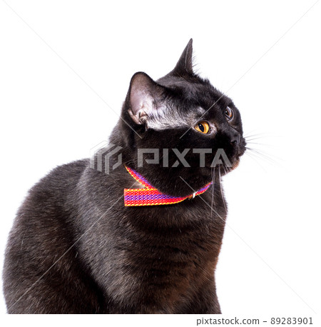 chocolate Scottish cat sitting on a white background, isolated image 89283901