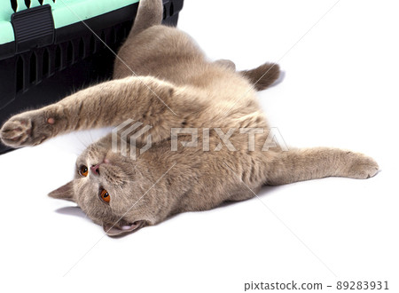 beautiful Scottish cat lying down playing near a cat carrier for carrying animals beautiful Scottish cat lying down playing near a cat carrier for carrying animals 89283931