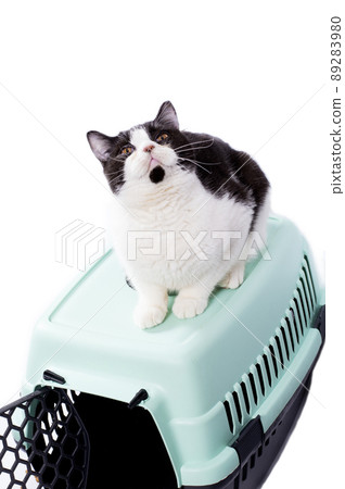 big beautiful Scottish bicolor cat sits on top of a cat carrier for carrying animals, isolated image 89283980