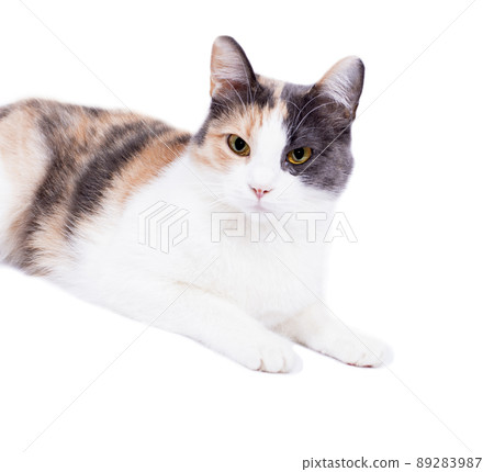tricolor cat portrait front view on white background, isolated image tricolor cat portrait front view on white background, isolated image 89283987