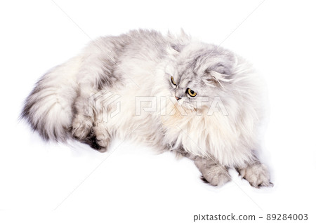 beautiful fluffy fold longhair Highland Scottish cat silver chinchilla lies ion a white 89284003