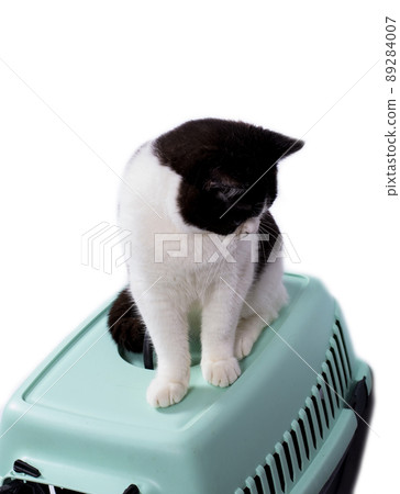 big beautiful Scottish bicolor cat sits on top of a cat carrier 89284007