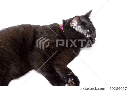 chocolate Scottish cat in a collar lying on a white background, isolated image, chocolate Scottish cat in a collar lying on a white background, isolated image, 89284037