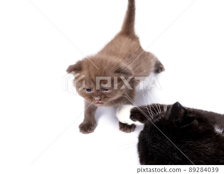 scottish cinnamon colored kitten playing with a cat, isolated image scottish cinnamon colored kitten playing with a cat, isolated image 89284039