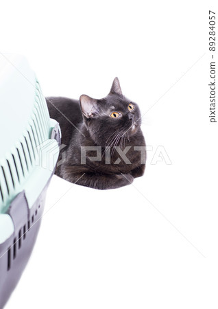 ready for transportation Scottish black cat lies next to a cat carrier, isolated image ready for transportation Scottish black cat lies next to a cat carrier, isolated image 89284057