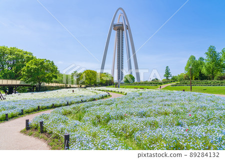 138 塔公園,盛開的Nemophila <愛知縣一宮市> 138 塔公園,盛開的Nemophila <愛知縣一宮市> 89284132
