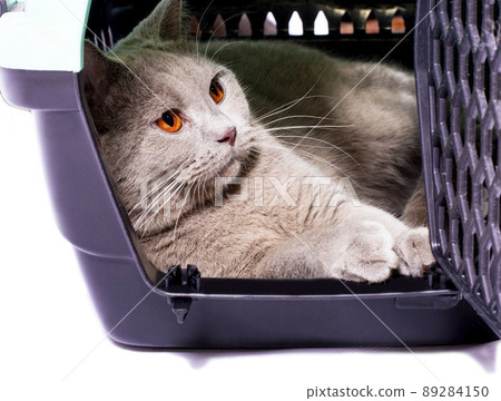 Scottish cat is resting inside a cat carrier, an isolated image Scottish cat is resting inside a cat carrier, an isolated image 89284150