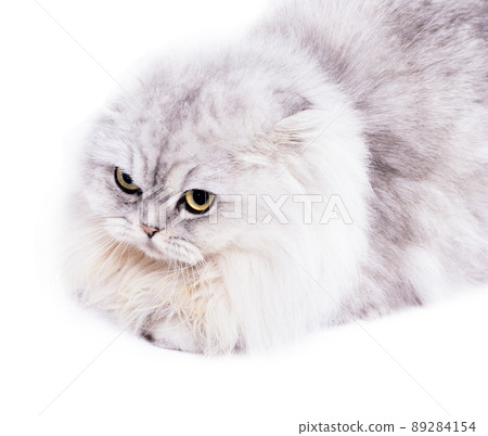 fold longhair Highland scottish cat silver chinchilla lying on a white background fold longhair Highland scottish cat silver chinchilla lying on a white background 89284154