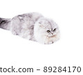 longhair Highland light image fluffy scottish cat silver chinchilla lying on a white background 89284170