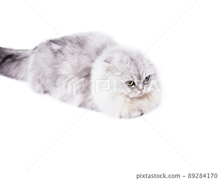 longhair Highland light image fluffy scottish cat silver chinchilla lying on a white background longhair Highland light image fluffy scottish cat silver chinchilla lying on a white background 89284170