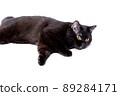 beautiful chic Scottish-British cat and a black-colored cat lying on a white background 89284171