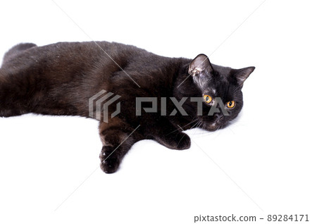 beautiful chic Scottish-British cat and a black-colored cat lying on a white background 89284171