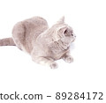 Scottish cat fawn lilac lying on a white background, isolated image 89284172
