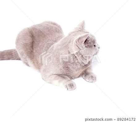 Scottish cat fawn lilac lying on a white background, isolated image Scottish cat fawn lilac lying on a white background, isolated image 89284172