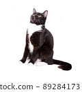 scottish straight cat black bicolor color sitting on a white background, isolated image, 89284173