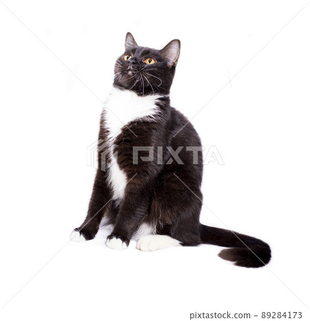 scottish straight cat black bicolor color sitting on a white background, isolated image, scottish straight cat black bicolor color sitting on a white background, isolated image, 89284173